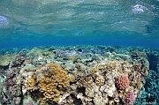 Ambiance platier-Safaga Panomara Reef Sud-6m-20171123-Denis-ADER-DSC_3580_tn
